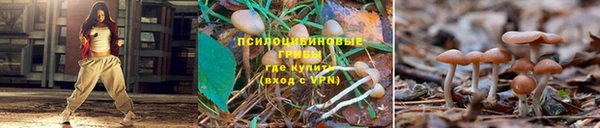 индика Новокубанск